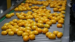 Площади теплиц на Ставрополье удалось нарастить до 336 га 