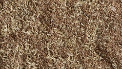 На Ставрополье озимые рапс, ячмень и пшеница взошли на 2 млн га