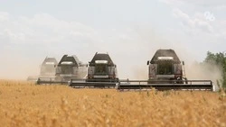 В Будённовском округе начали уборку зерновых и зернобобовых культур