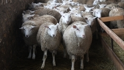 В Нефтекумском округе заготовили корм для скота на время зимовки