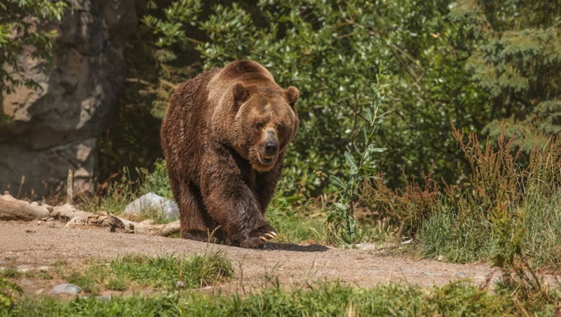 Минприроды Дагестана опровергло информацию об отстреле медвежонка в одном из сёл