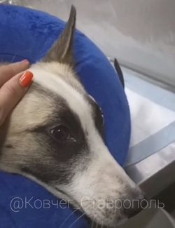 В Михайловске расстреляли уличную собаку