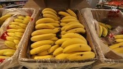 Инвестор намерен вложить почти 3 млрд руб. в выращивание бананов на Ставрополье