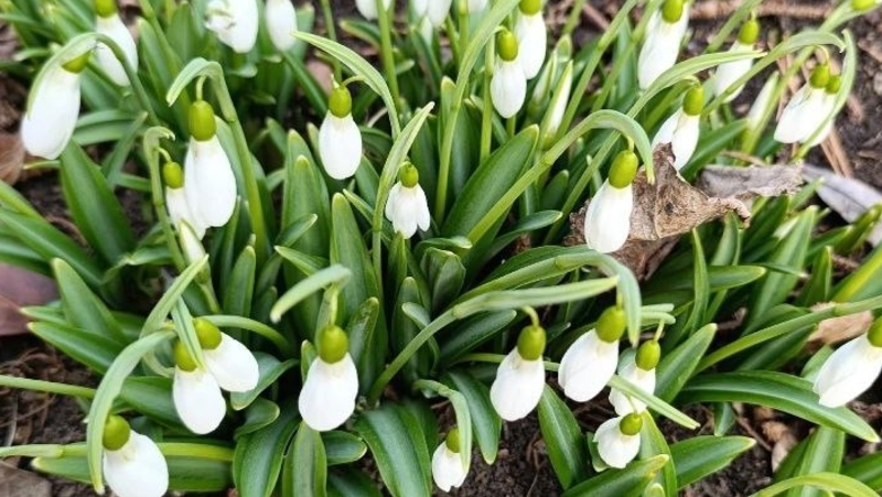 В ботаническом саду Пятигорска расцвели подснежники 