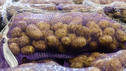 Средняя цена картофеля на Ставрополье снизилась до 38 рублей