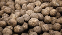 Более 60% картофеля высадили на полях Ставрополья
