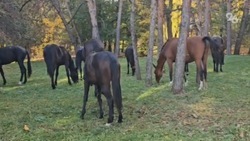 Табун лошадей в центре города возмутил главу Кисловодска