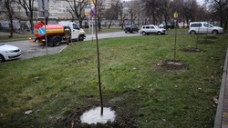 В центре Ставрополя высадили 140 молодых деревьев