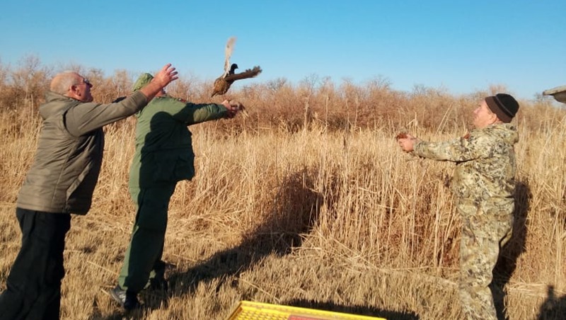 На Ставрополье выпустили 1,1 тыс. фазанов