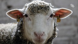 Житель Ставрополья «подарил» аферисту сотню овец почти на полмиллиона рублей