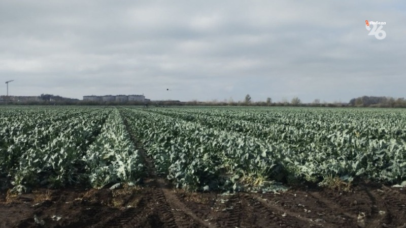 Гибридные семена сахарной свёклы начали выращивать в Ставропольском крае