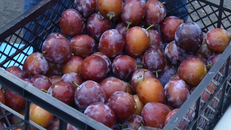 Урожай слив на Ставрополье превысил прошлогодний на 15%