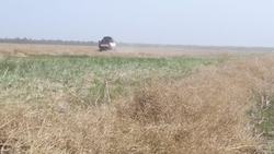 На Ставрополье собрали более 48 тыс. тонн озимого рапса 