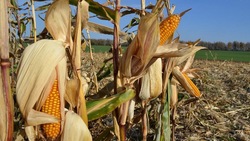Около 1 тыс. га площади кукурузы убрали аграрии Минераловодского округа