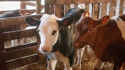 На Ставрополье запустят программу генотипирования молочного скота