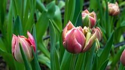 Тюльпаны к 8 Марта выращивают на Ставрополье