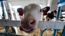 Более десяти молочных ферм построили в округе Ставрополья на средства господдержки