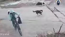 Глава следкома поручил расследовать факт нападения пса на мальчика из Ессентуков