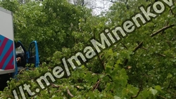 Крупная ветка упала на грузовой автомобиль в Невинномысске 