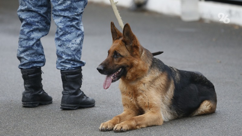 Более 12 млн рублей выделит полиция Ставрополья на закупку корма для служебных собак 