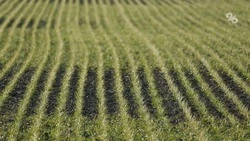 В 19 округах Ставрополья провели азотную подкормку 90 тыс. га озимого клина