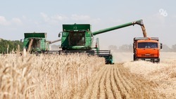 Более 1,5 млн тонн зерна собрали аграрии Ставрополья