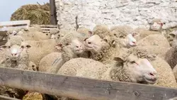 Селекция, шерсть и мясо: опыт ставропольских учёных-овцеводов перенимают коллеги из других регионов