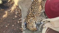 Охотники застрелили леопарда в Георгиевском округе 