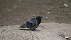 Российские юристы объяснили, кто должен убирать мёртвую птицу из подъезда