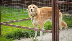 Пёс предупреждает бойцов СВО из Северной Осетии о беспилотниках