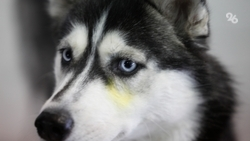 Пастуший пёс забрался на вершину в Дагестане