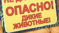 В Сочи медведь ночью проник в отель и напугал сотрудника 