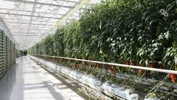 Ставрополье вошло в топ-5 регионов по производству тепличных овощей