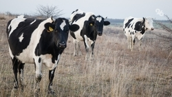 Губернатор Ставрополья поручил расширить возможности краевой ветлаборатории