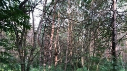 Ситуацию с дорожками в Таманском лесу Ставрополя общественники предлагают вынести на публичное обсуждение