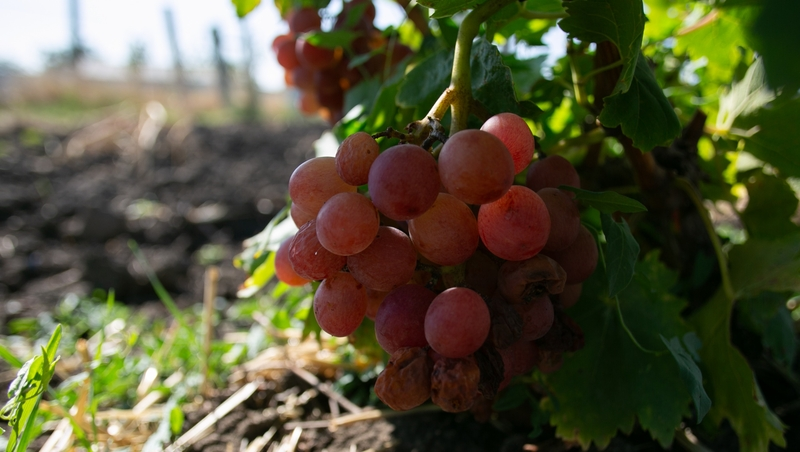 Тихие ставропольские вина можно купить по 500-600 рублей за бутылку