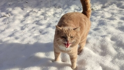 Первые выходные февраля на Ставрополье пройдут без ветра и существенных осадков