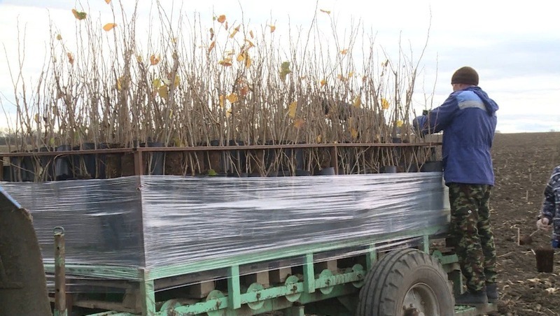Около 150 предпринимателей Ингушетии смогут получить землю заброшенных ореховых садов