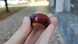 Мэр Железноводска попросил отдыхающих не жевать дикие каштаны