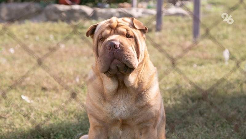 Полиция Кисловодска проверяет информацию об инциденте с убийством шарпея