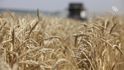 Уборка зерновых на Ставрополье вступила в активную фазу