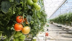 Интеллектуальную систему мониторинга теплиц разработают на Ставрополье