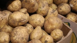 Более 18 тысяч тонн картофеля уже собрали на Ставрополье