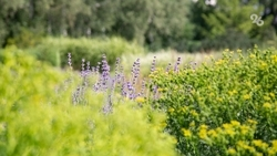Злаки, луговые травы, амброзия и полынь приводят к аллергии — врач Кенесариева