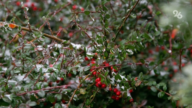 Град повредил посевы и деревья в Предгорье