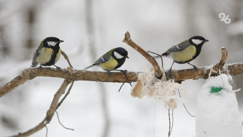 В Кисловодске проводят экологический конкурс изготовления кормушек для птиц