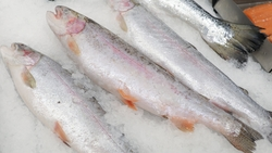 Ставропольцам рассказали, какие продукты укрепляют кости и суставы