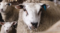 Пастуха из Нефтекумского округа заподозрили в обмене скота на спиртное