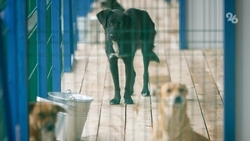 Чиновника из Ставрополя подозревают в невыполнении плана по отлову дворняг