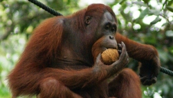 Орангутан Дана, которой дала вейп пятигорская спортсменка, пошла на поправку